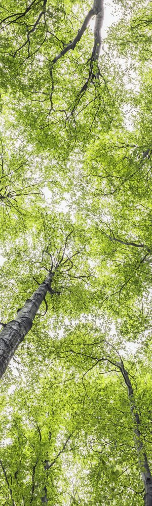 View of into the crown of spring beech trees