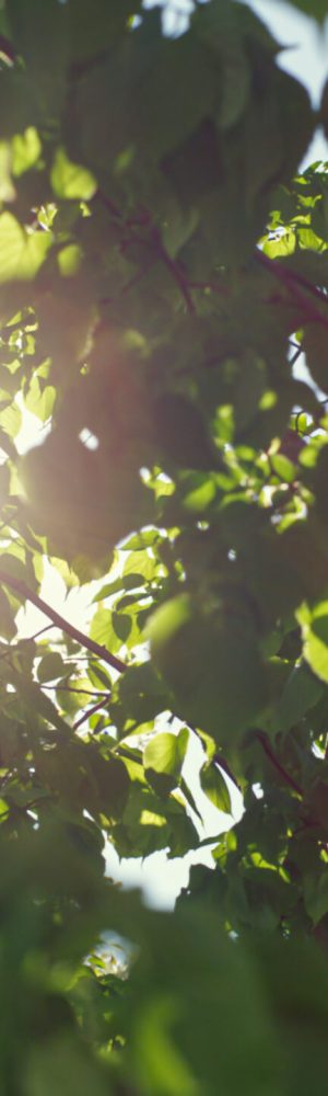 Woods-view-with-sun-light-1109355